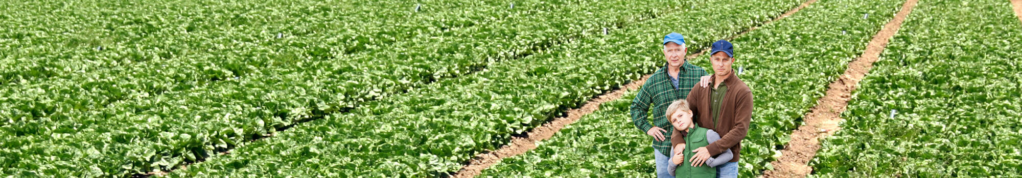 Our growers