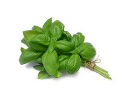 Basil