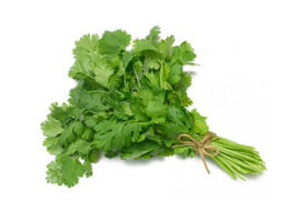 Cilantro