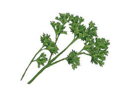 Curly Parsley