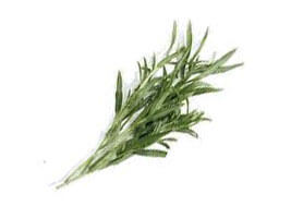 Tarragon