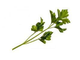 Italian Parsley